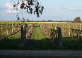 Water Wheel Vineyards - Accommodation Cairns 0