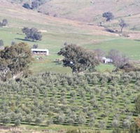 Wymah Organic Olives and Lambs - Accommodation Cairns