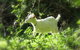 Karmic Goat Soapworks - thumb 1