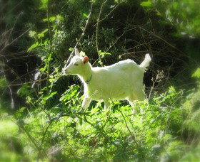 Karmic Goat Soapworks - Accommodation Cairns 1