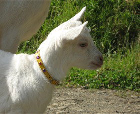 Karmic Goat Soapworks - Accommodation Cairns 5