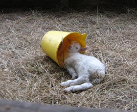 Karmic Goat Soapworks - Accommodation Cairns 7