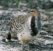 Yongergnow Australian Malleefowl Centre - Accommodation Cairns