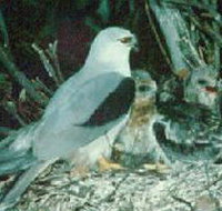 Bushy Park Wetlands - Accommodation Cairns
