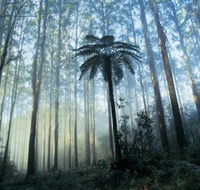 Yarra Ranges National Park - Accommodation Cairns