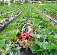 Blue Hills Berries  Cherries - Accommodation Cairns
