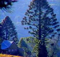 Bunya Mountains National Park - Accommodation Cairns
