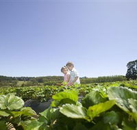 Sunny Ridge Strawberry Farm - Accommodation Cairns