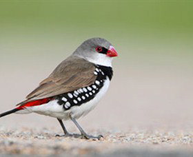 Capertee Valley Bird Trail - Accommodation Cairns 1