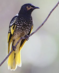 Capertee Valley Bird Trail - Accommodation Cairns 4