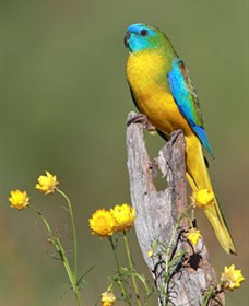 Capertee Valley Bird Trail - Accommodation Cairns 5