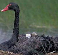 French Island Marine National Park - Accommodation Cairns