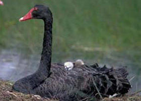 French Island Marine National Park - Accommodation Cairns 0