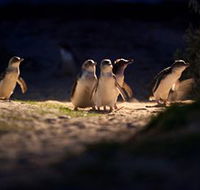 Phillip Island Nature Parks - Accommodation Cairns