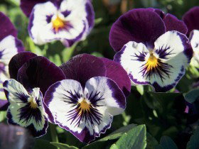 Newtown Park State Rose Garden - Accommodation Cairns 0