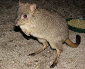 Barna Mia Native Animal Sanctuary - Accommodation Cairns 1