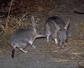 Barna Mia Native Animal Sanctuary - Accommodation Cairns 2