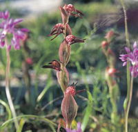Carnamah-Eneabba Wildflower Drive - Accommodation Cairns