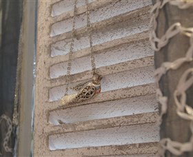 Sacs On Jenkins - Accommodation Cairns 6