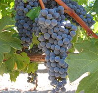 Joshuas Fault Wine - Accommodation Cairns