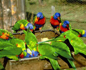 Canberra Walk In Aviary - Accommodation Cairns 1