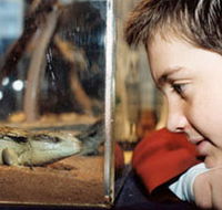 Canberra Reptile Zoo - Accommodation Cairns
