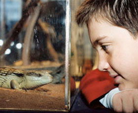 Canberra Reptile Zoo - Accommodation Cairns 0