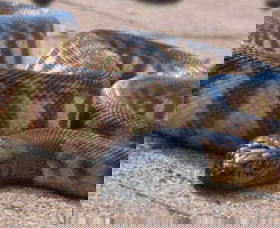 Canberra Reptile Zoo - Accommodation Cairns 1