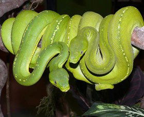 Canberra Reptile Zoo - Accommodation Cairns 2