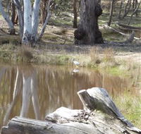 Mulligans Flat - Accommodation Cairns
