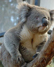 National Zoo & Aquarium - Accommodation Cairns 5