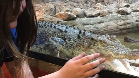 Canberra Reptile Zoo - Accommodation Cairns 3