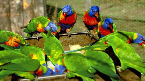 Canberra Walk In Aviary - Accommodation Cairns 4