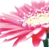 Burwood Plaza - Accommodation Cairns