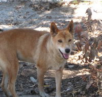 Cohunu Koala Park - Accommodation Cairns