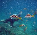 Imagine Cruises - Accommodation Cairns