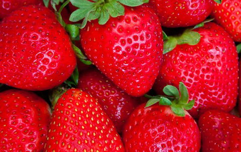 Newcastle City Farmers Markets - Accommodation Cairns 2