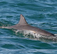 Byron Bay Dolphin Wildlife Tours - Accommodation Cairns
