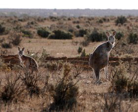 Silver City Tours - Accommodation Cairns 1