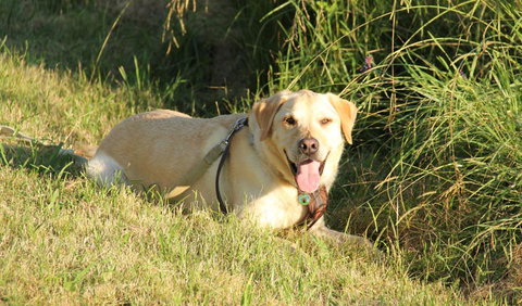 Rouse Hill Regional Park - Accommodation Cairns 1