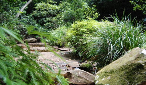 Forest Path - Accommodation Cairns 0