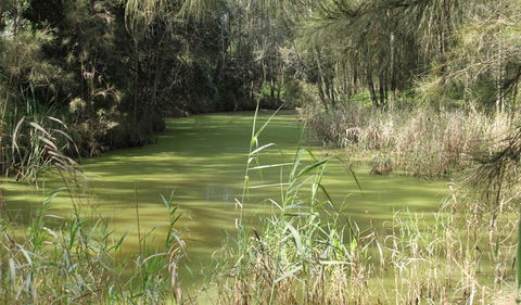 Second Ponds Creek Walk - Accommodation Cairns 0