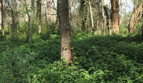 Second Ponds Creek Walk - Accommodation Cairns 1