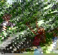 Forest Range Cherries - Accommodation Cairns