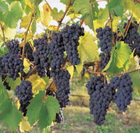 Hills Short Wine and Food Trail - Accommodation Cairns