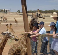 Monarto Open Range Zoo - Accommodation Cairns