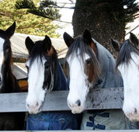 Victor Harbor Horse Drawn Tramway - Accommodation Cairns
