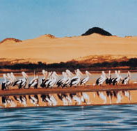 Coorong National Park - Accommodation Cairns