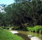Salvator Rosa Section - Carnarvon National Park - Accommodation Cairns