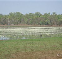 Leaning Tree Lagoon Nature Park - Accommodation Cairns